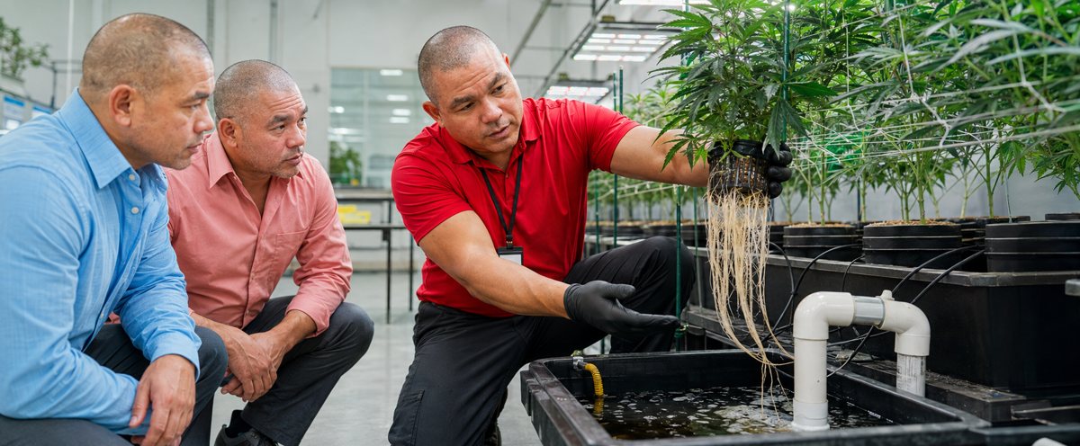 Why work with CBD Candyman — CBD Oil For Depression